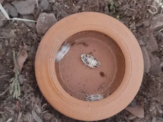 Escape-Proof Reptile Meal Bowl