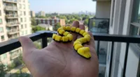 2 Color Snake 