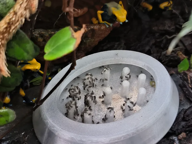 drosophila feeding station v2