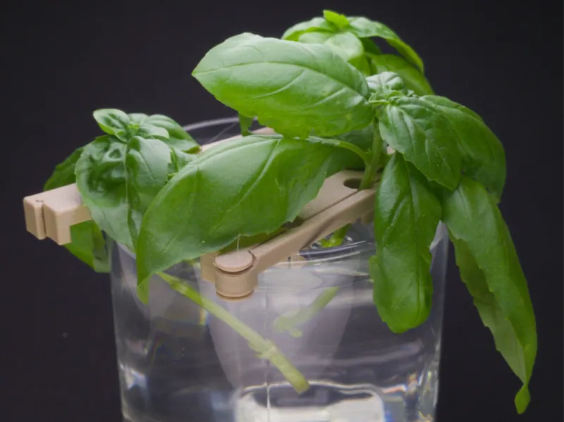 Parametric Plant Propagation Holder