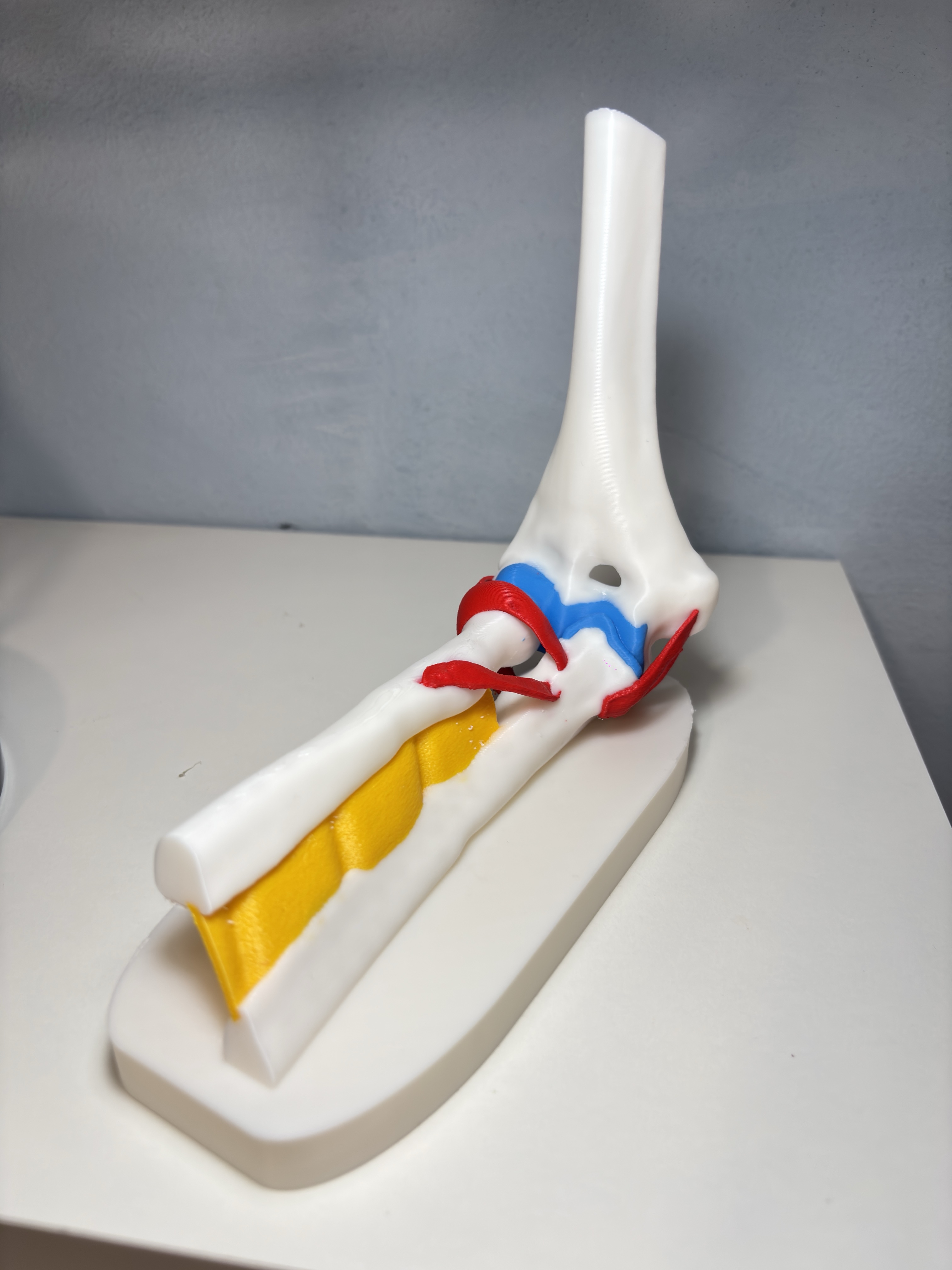 Detailed Elbow Joint Anatomy & Ligament Model - 1