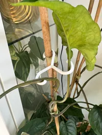 Crochets tuteurs pour plantes — photo 2