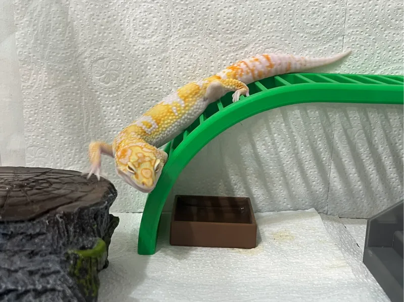 Pet Bridge