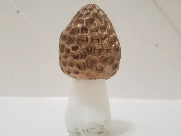 https://makerworld.bblmw.com/makerworld/model/USf45288b93e6e83/design/2025-06-17_c17f6912fe378.jpg