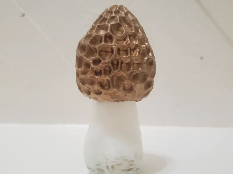 MOREL MUSHROOM