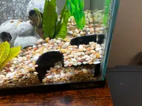 Tunnel-cachette pour aquarium — photo 1