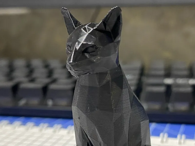 Cat oriental