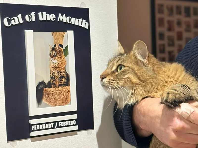 Cat (or Dog) of the Month plaque