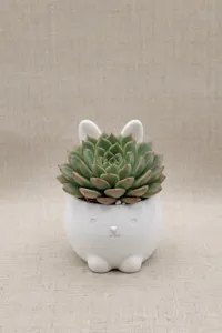 Single Color | 0.2mm layer, 2 walls, 5% infill