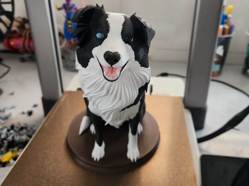 border collie multicolor