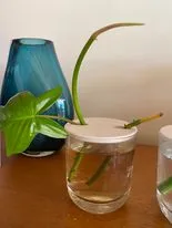 2x Propagator for glass