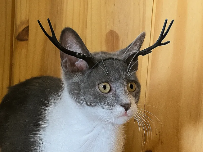 CATLERS! Antlers for a Cat! (or dog)