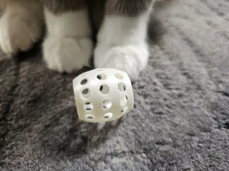 Cat Toy