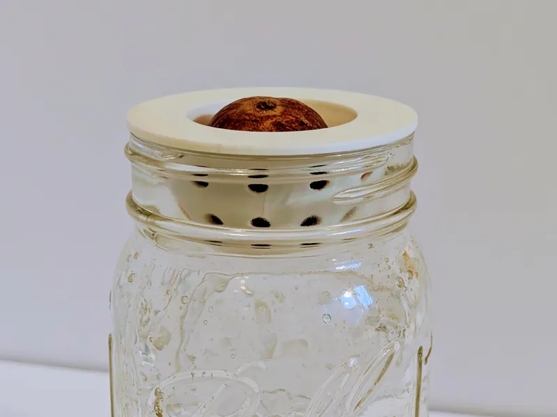 Mason Jar Avocado Sprouter