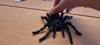 Articulated flexi tarantula