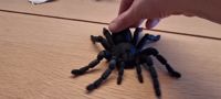 Articulated flexi tarantula