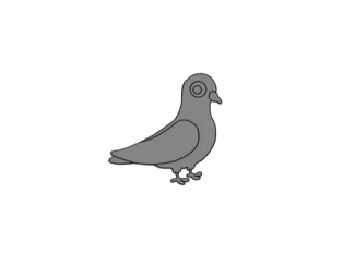 Pigeon