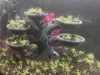 Splitted, &support saving version
