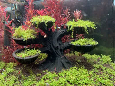 japanese elm bonsai Ulmus parvifolia 'Hokkaido' Dwarf Small Leaf Chinese Elm main image 1