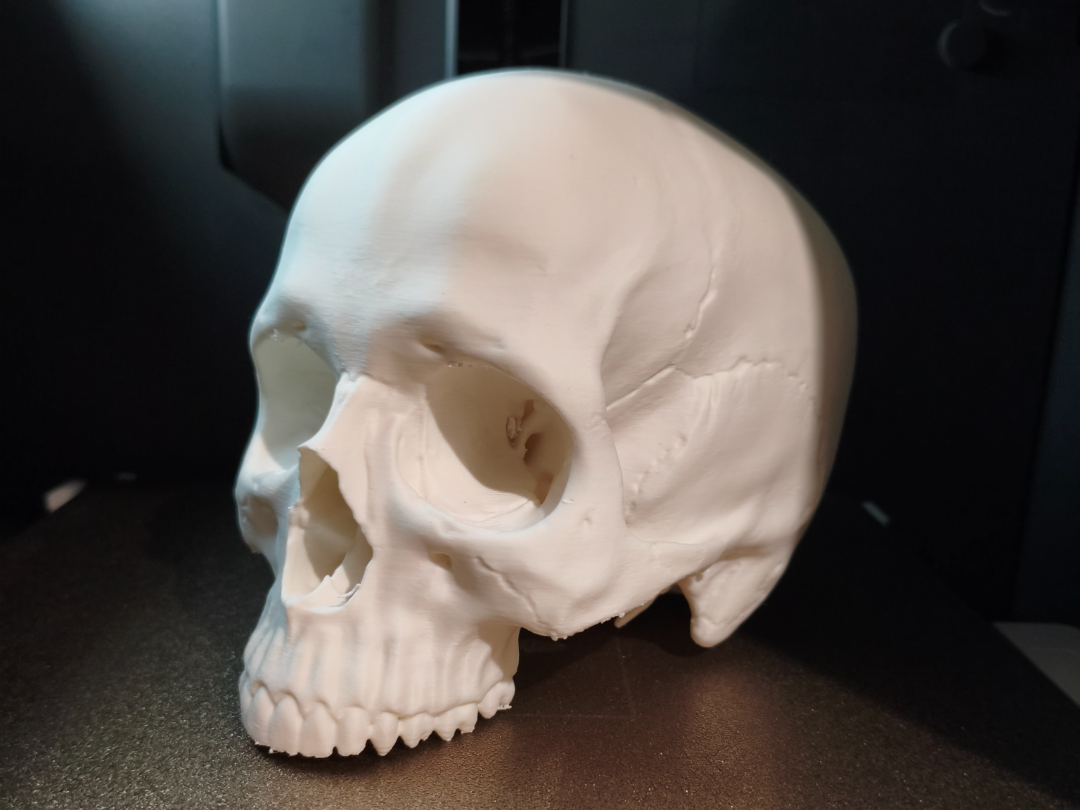 Realistic Human Skull – High Detail Anatomy Model