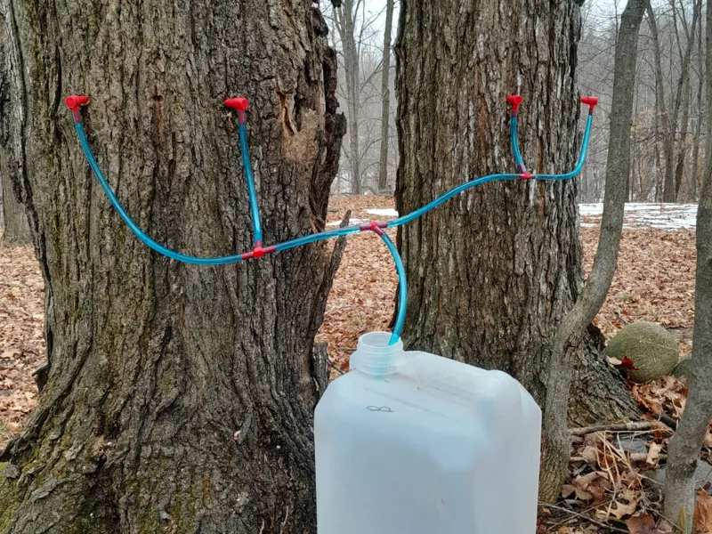 V2 Maple syrup taps and 3 way splitter