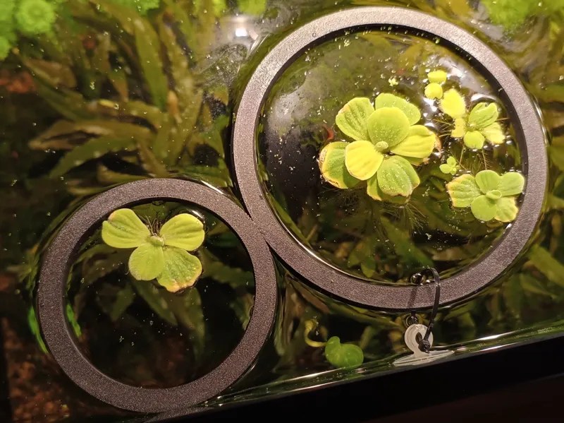 Isole per Piante Galleggianti Forate 10,15,20 cm