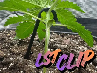 LST Plant Clip – Low Stress Training Support