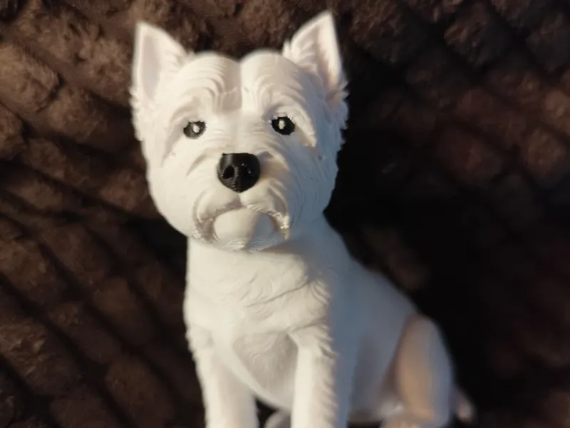 Terry Westhighland Terrier