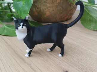 Angry House Cat