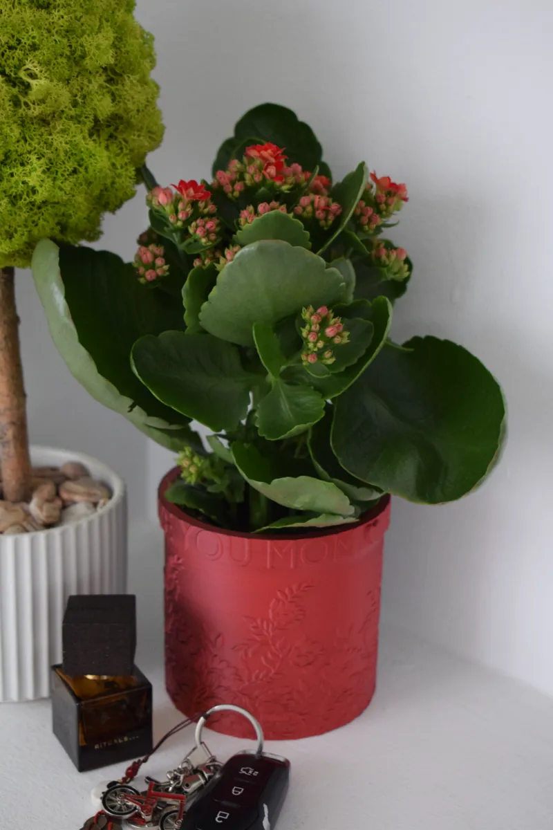 MOTHER LOVE Planter with hidden drip tray