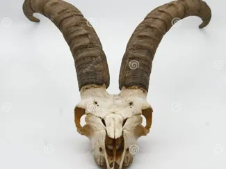 craneo macho montes