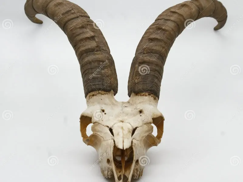 craneo macho montes