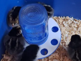 basic water cover - chickens