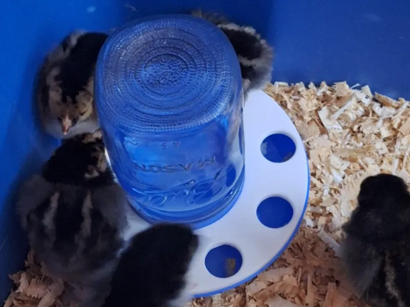 basic water cover - chickens