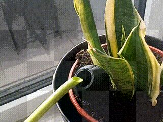 Selbstbewässerungskugel / Self-Watering Bulb 79min