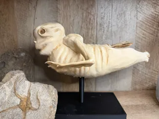 Fiji mermaid