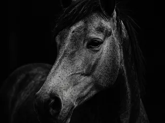 Hueforge Horse
