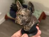 0.08mm layer, 2 walls, 5% infill