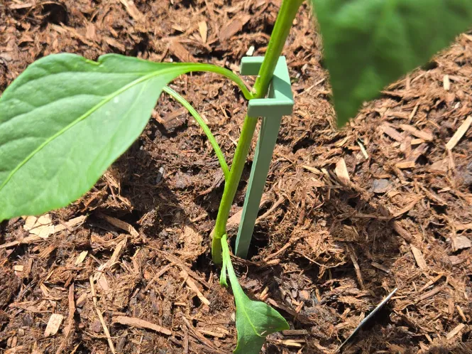 sturdy plant stake