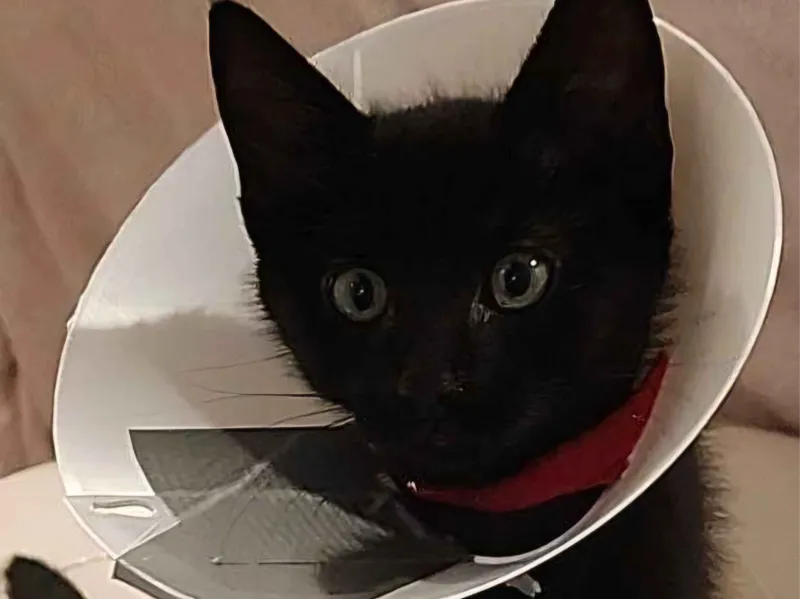 Cat Cone 80mm