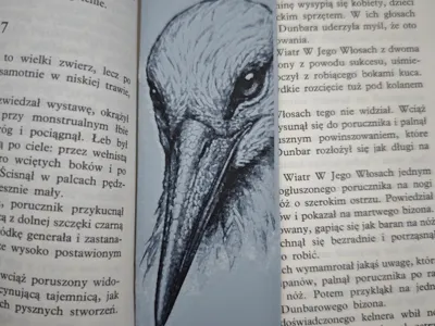 Stork