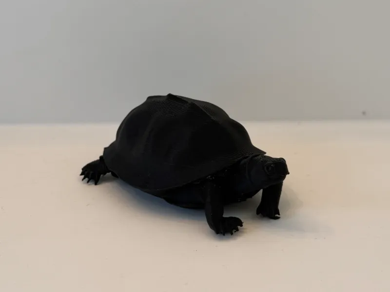 Turtle