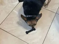 Chihuahua TPU Dog Bone