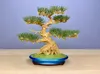 Pine Bonsai Tree Kit - Standard Profile