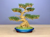 Pine Bonsai Tree Kit - Standard Profile