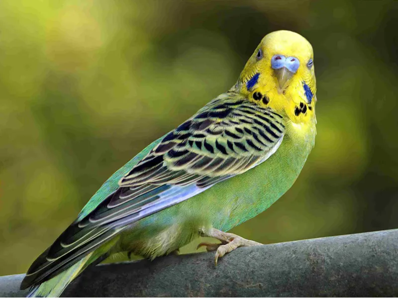 Budgie Lithophane!