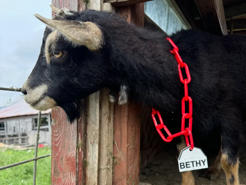 Barn Shaped Animal Tag