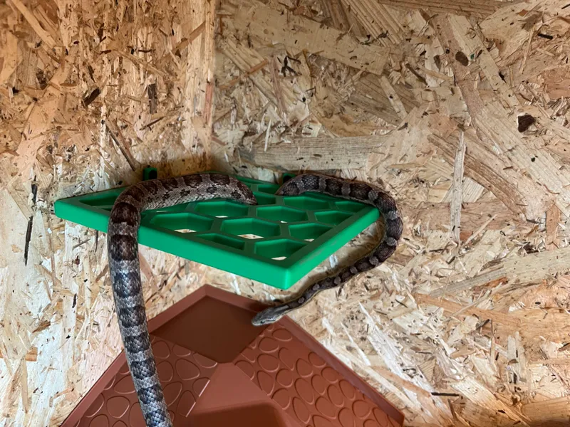 Snake Climbing frame