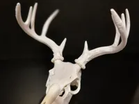 Crâne de cerf décoratif — photo 2
