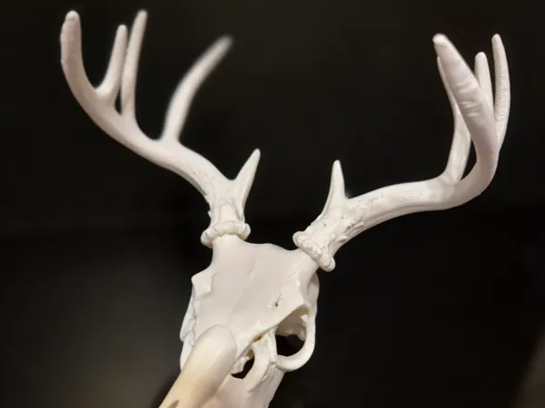 Crâne de cerf décoratif